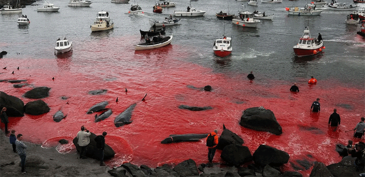 قتل‌عام نهنگ‌ها